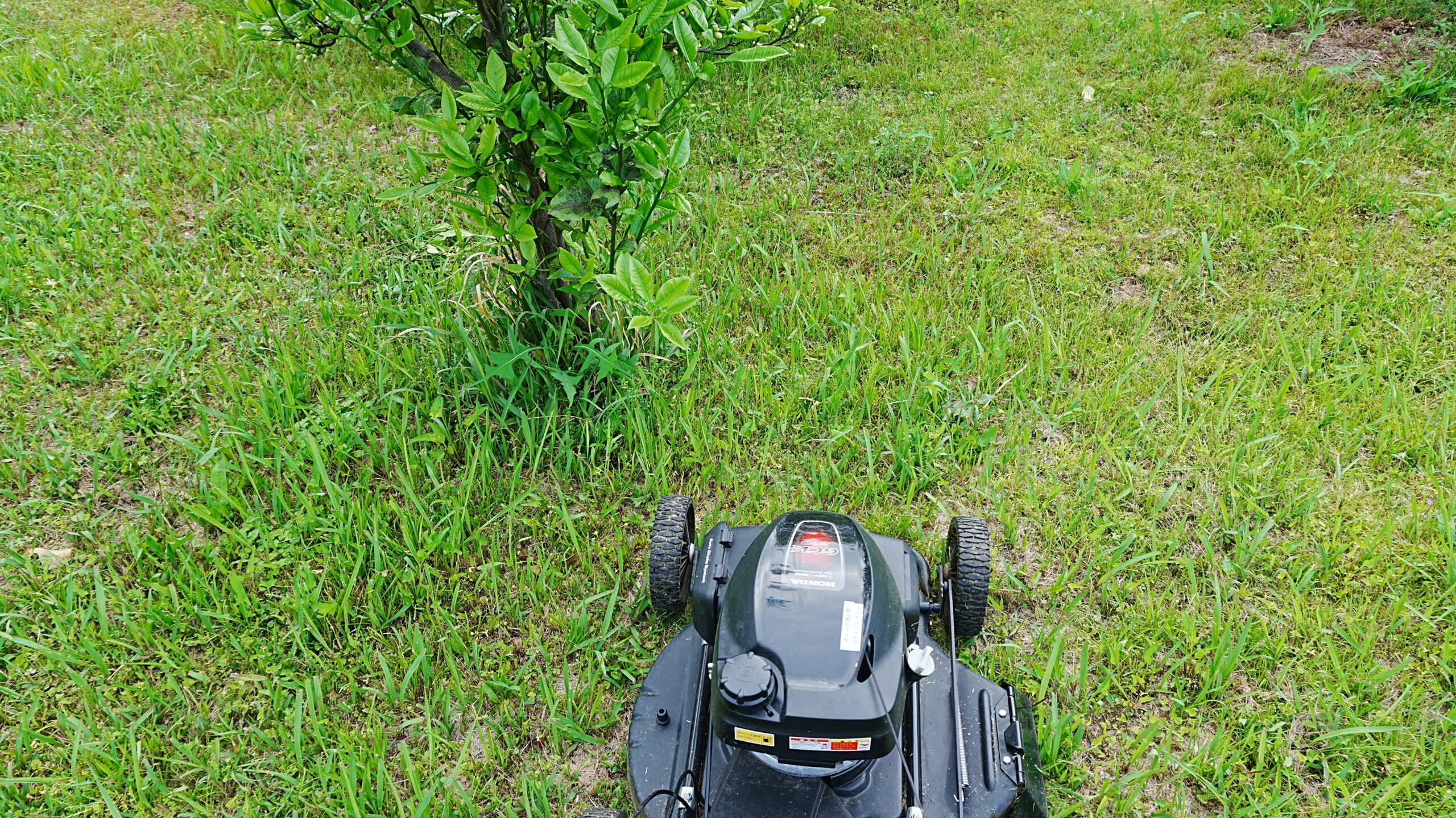 木の根元を自走式草刈り機で刈る前