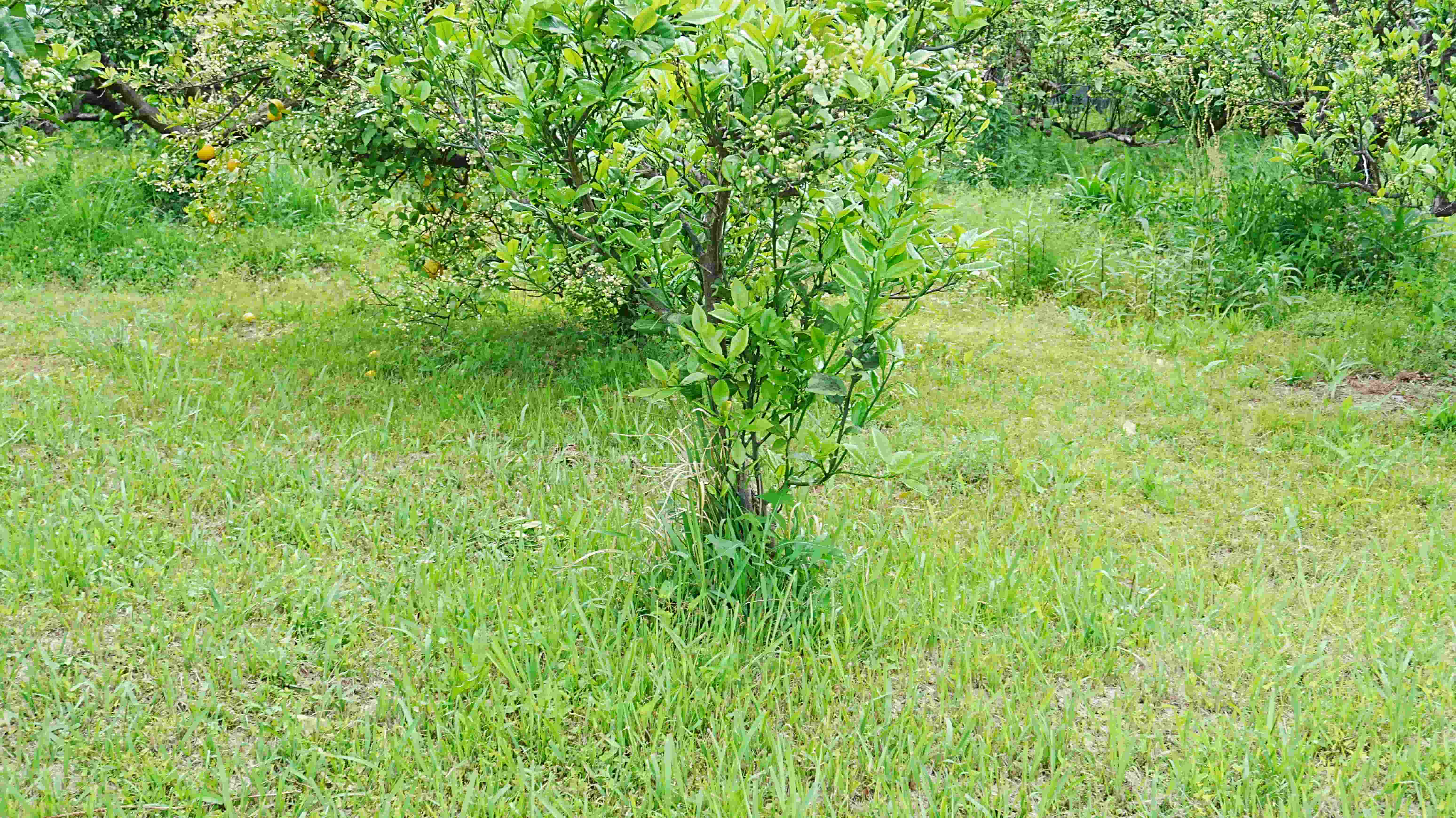 木の根元の草の様子