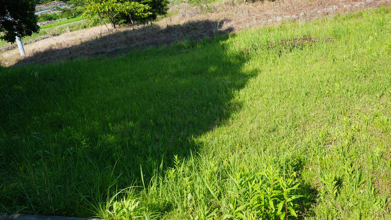 畑まわりに生えた通常の草刈り用チップソーで刈りやすい雑草