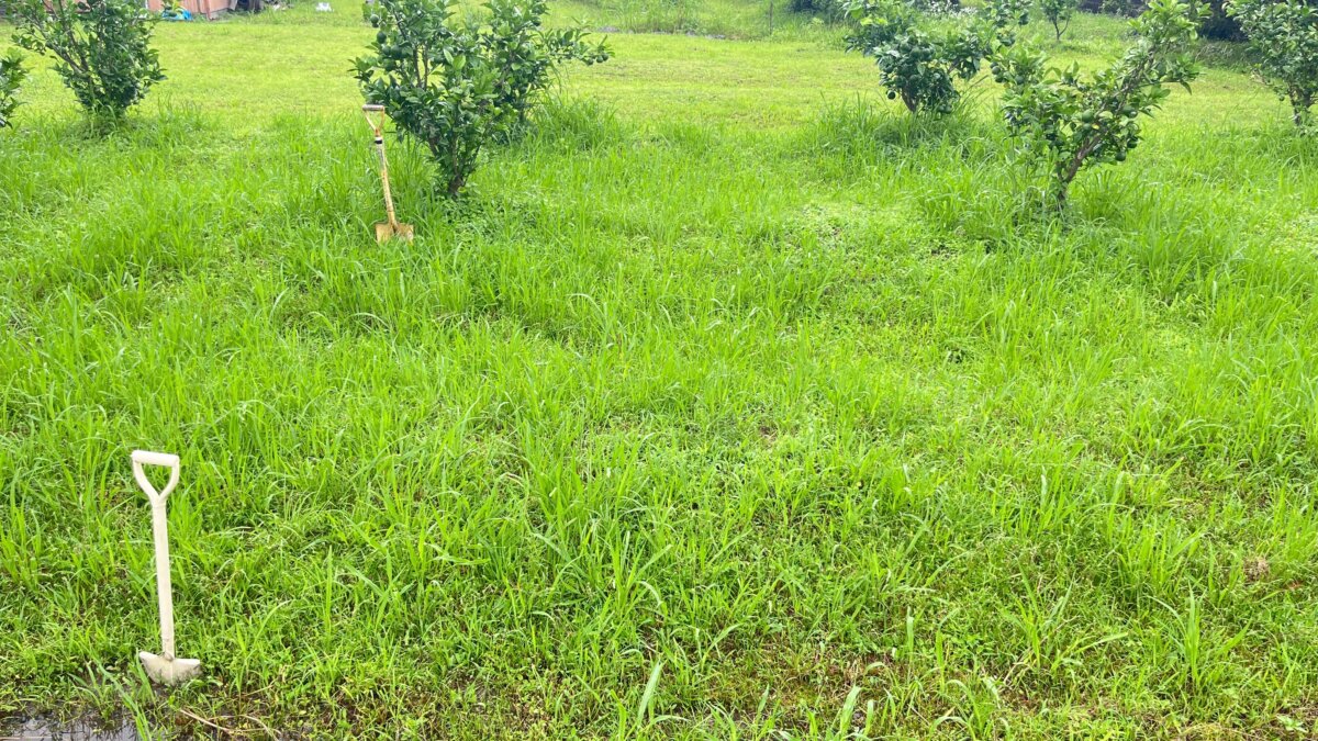 丸型とツイスト型のナイロンコードを比較する前の草地